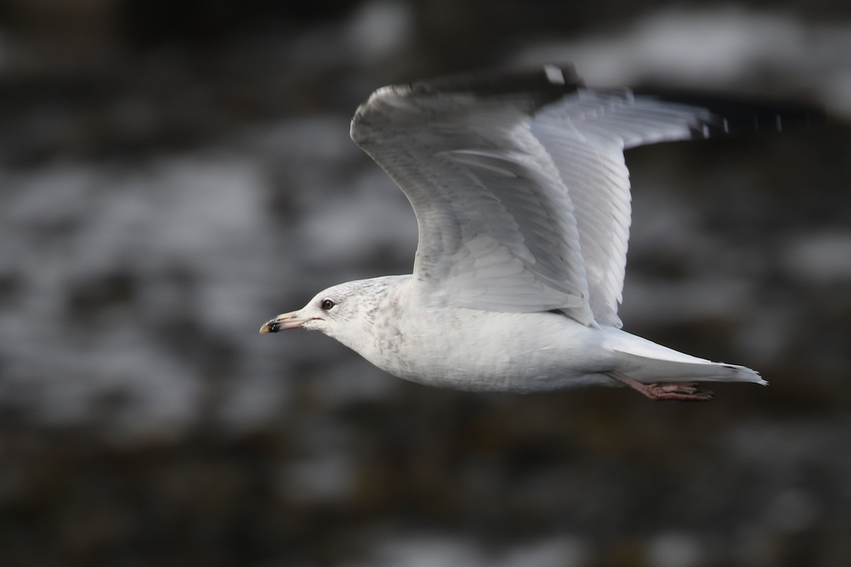 Ring-billed Gull - ML218046921