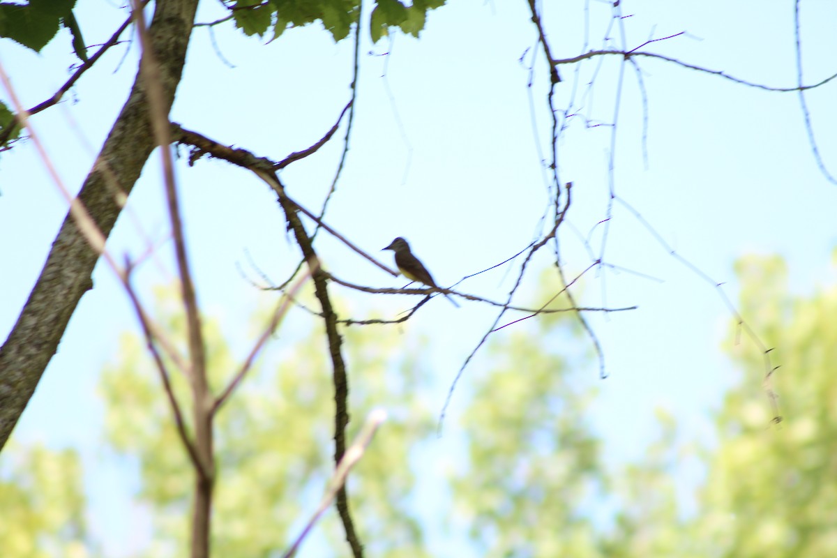 Great Crested Flycatcher - ML218047521