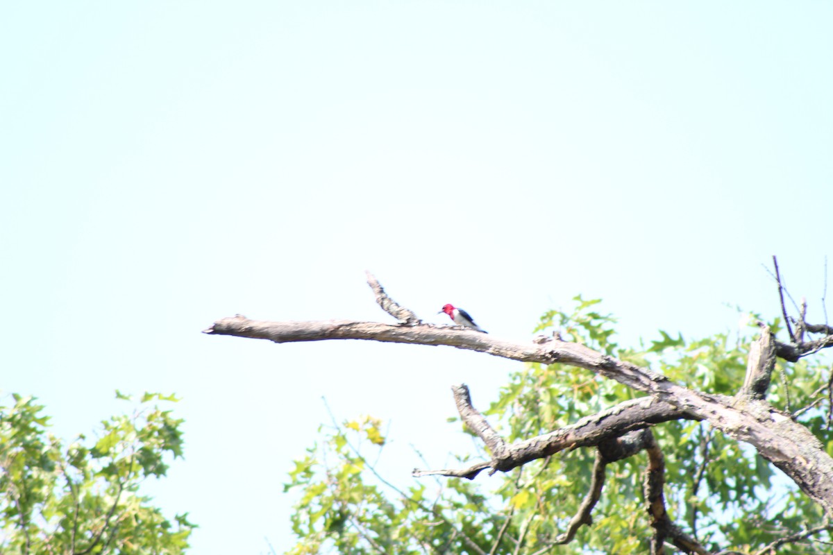 Red-headed Woodpecker - ML218047751
