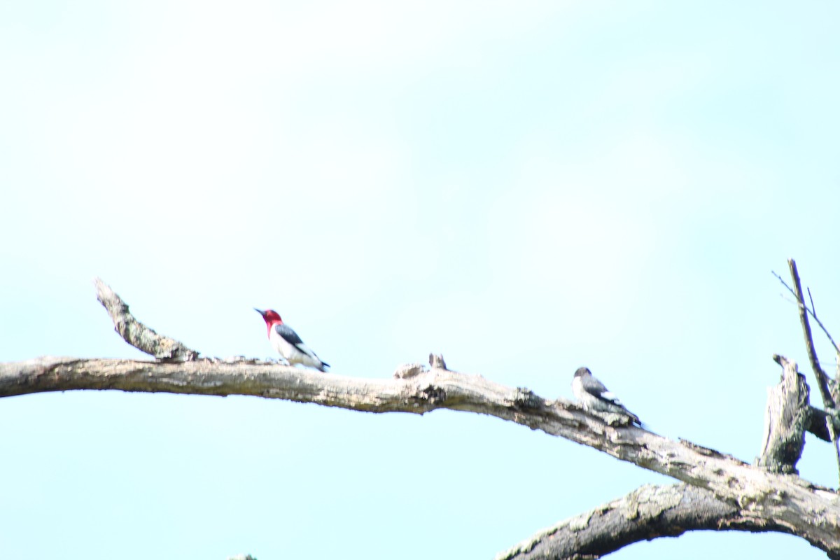 Red-headed Woodpecker - ML218048081