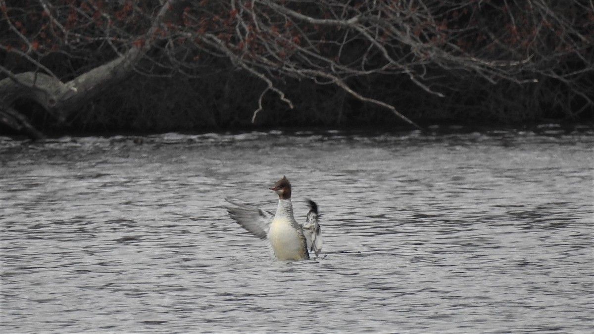 Common Merganser - Vincent Glasser