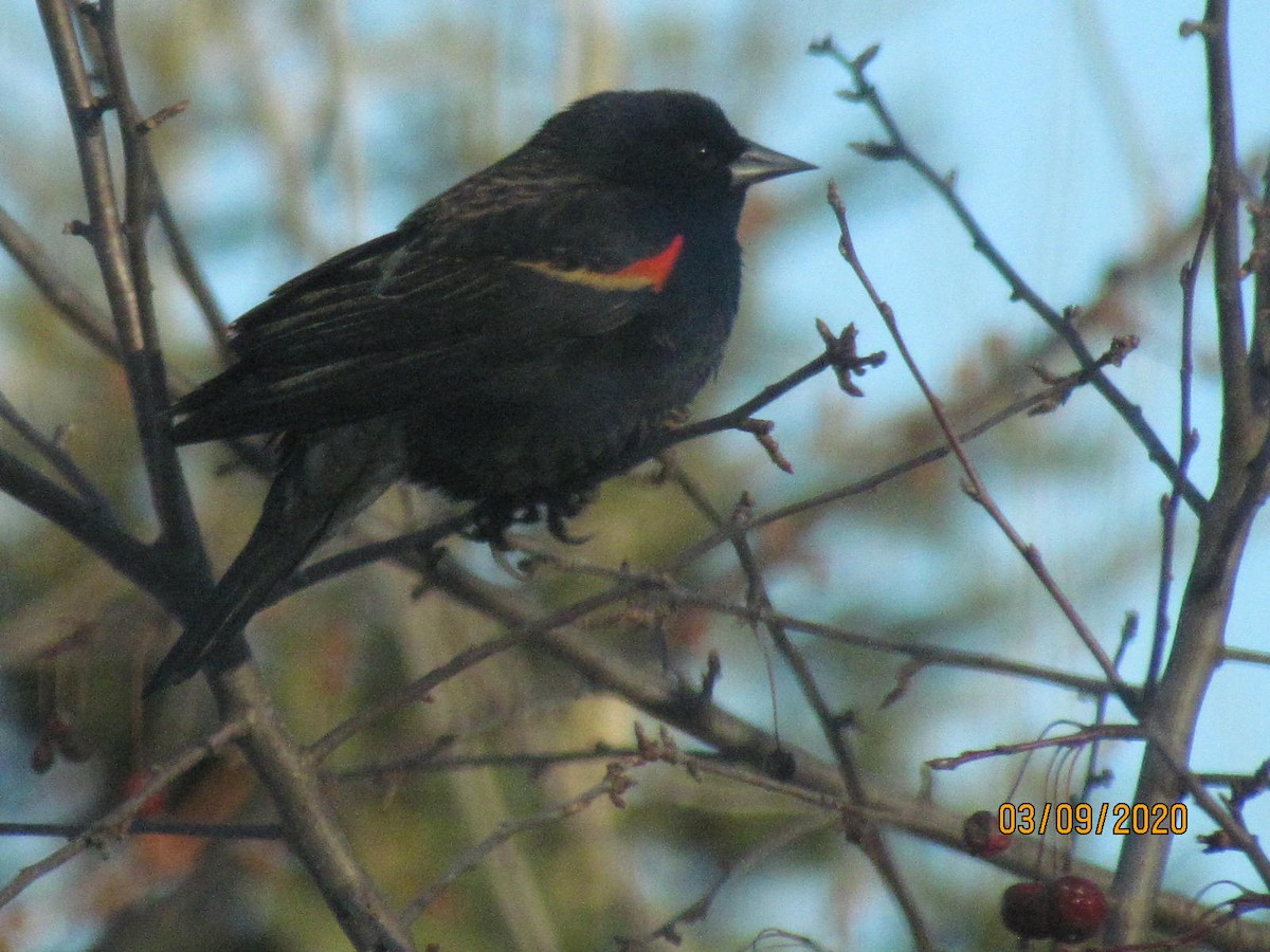 Red-winged Blackbird - ML218048871