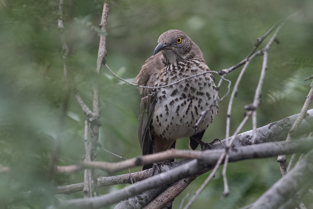 Gray Thrasher - ML21805051