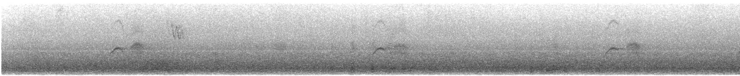 Светлобрюхий фиби - ML218053151