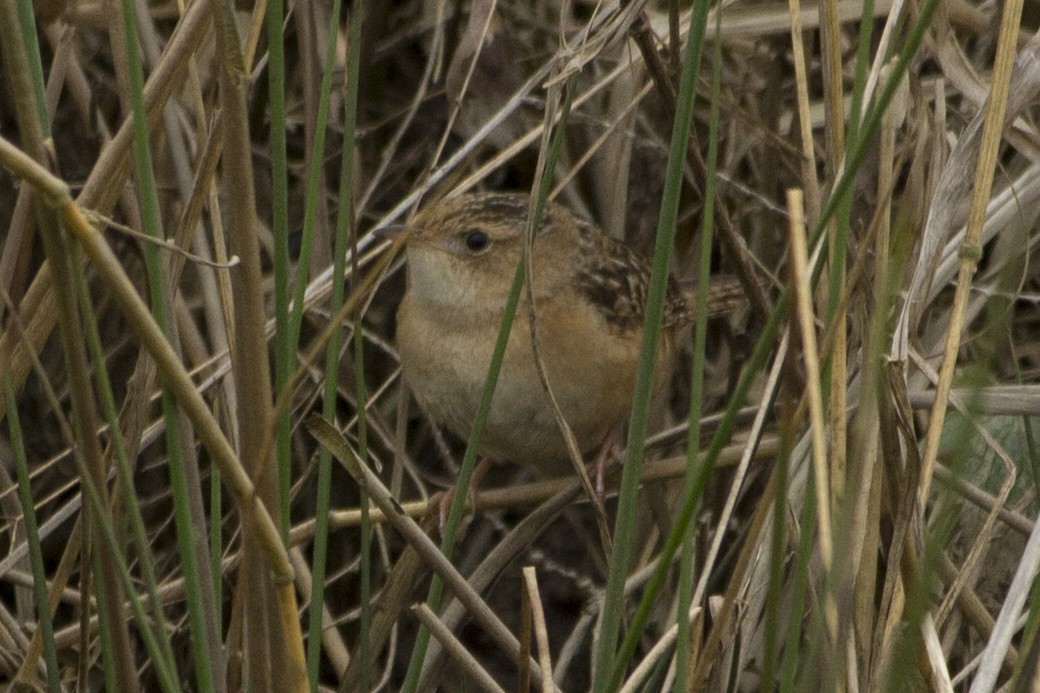 Sedge Wren - ML218056751