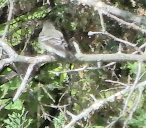 Eastern Wood-Pewee - ML218057701