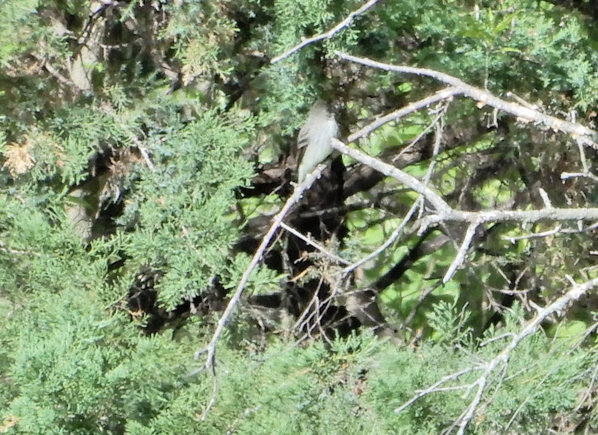 Eastern Wood-Pewee - ML218057711