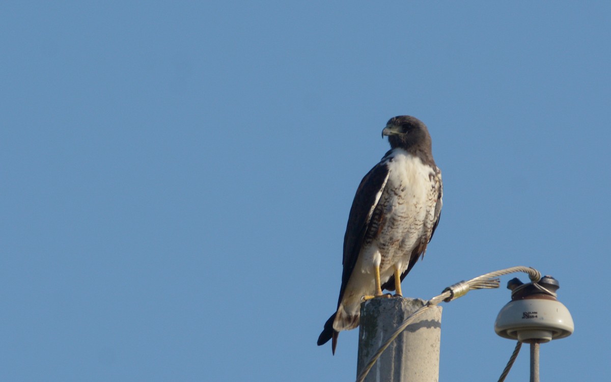 Weißschwanzbussard - ML218057731