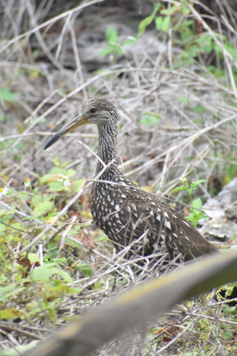 Limpkin - ML218057981