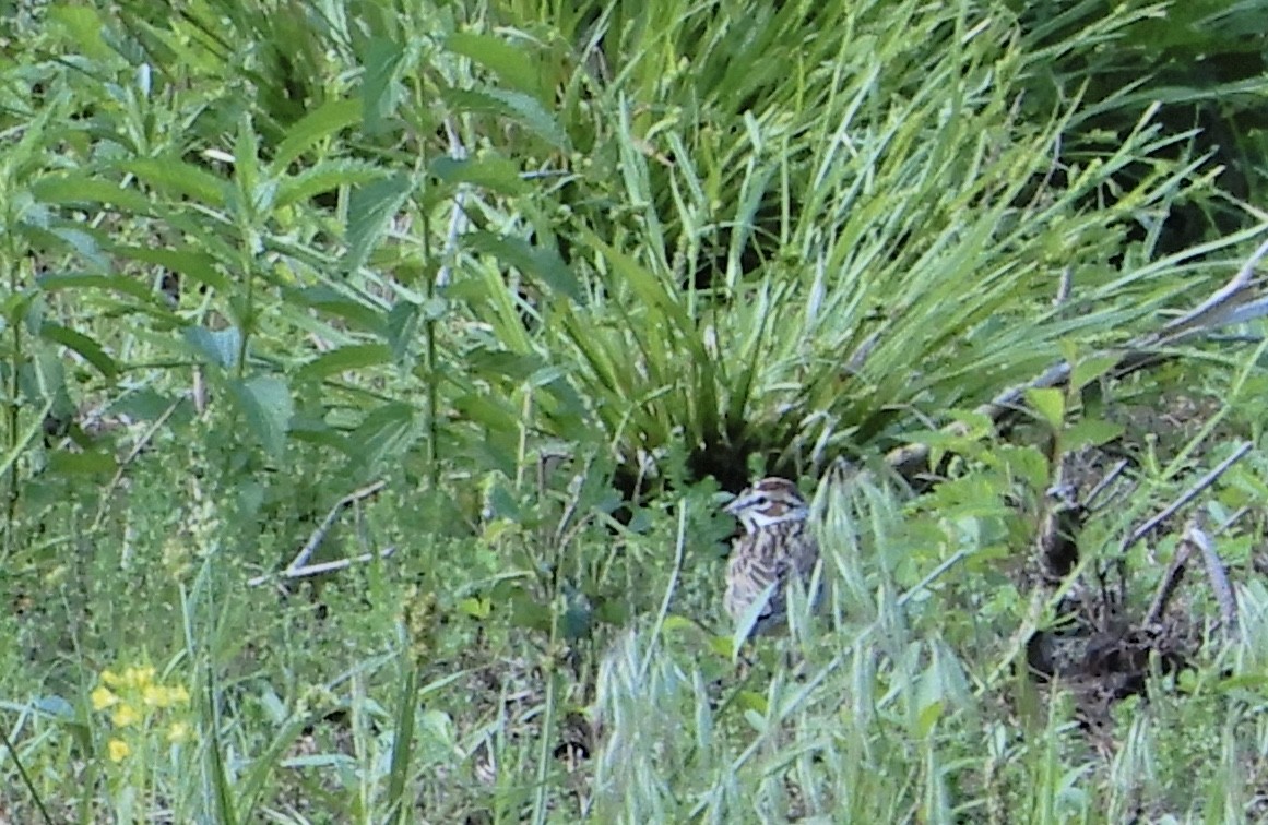 Lark Sparrow - ML218057991