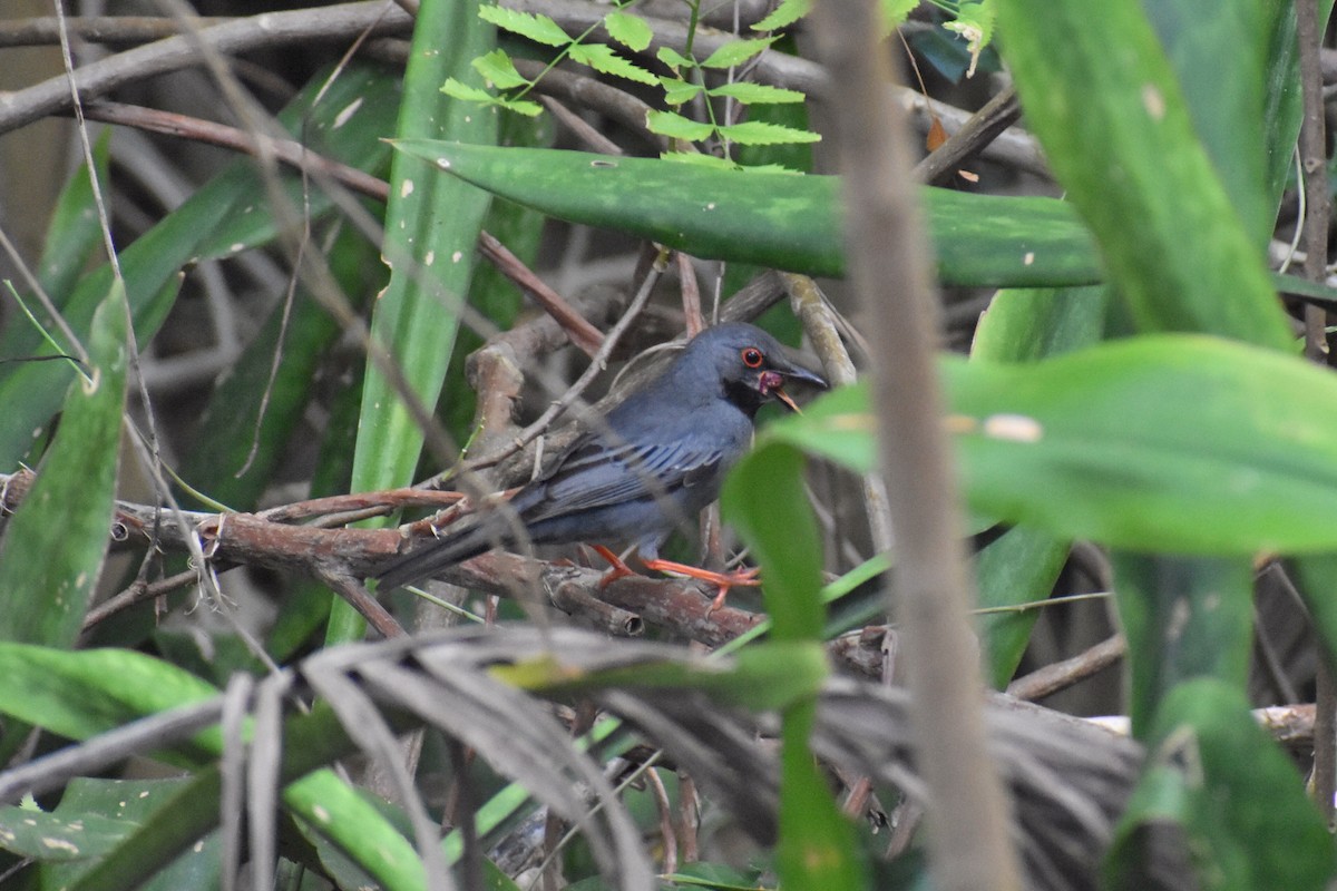 Red-legged Thrush - ML218058081