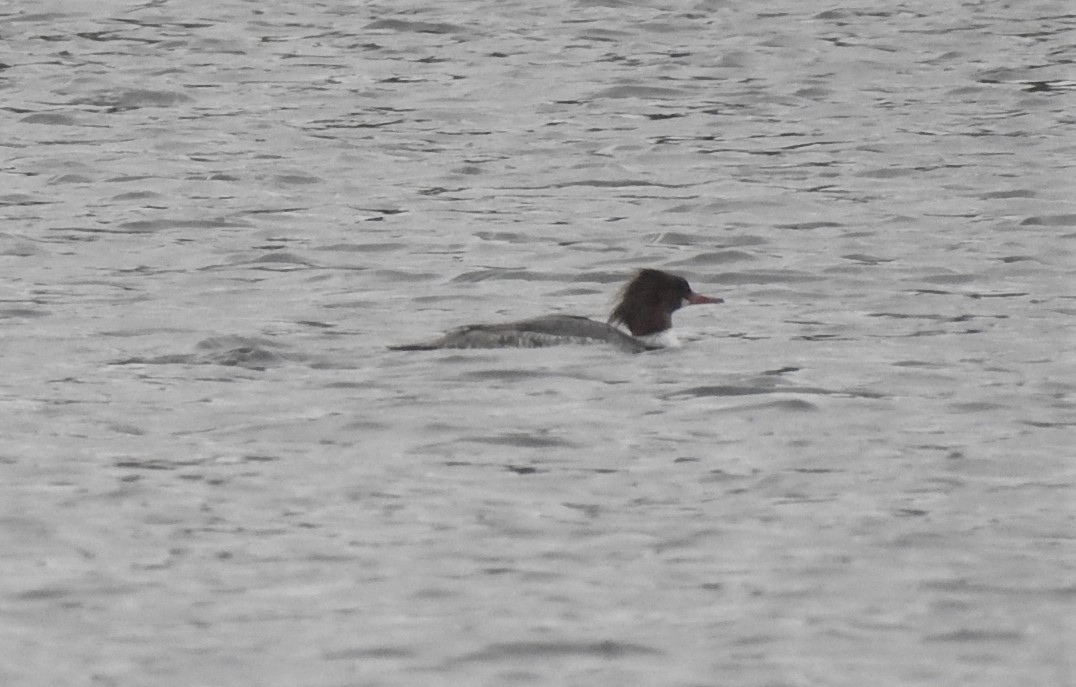 Common Merganser - Vincent Glasser