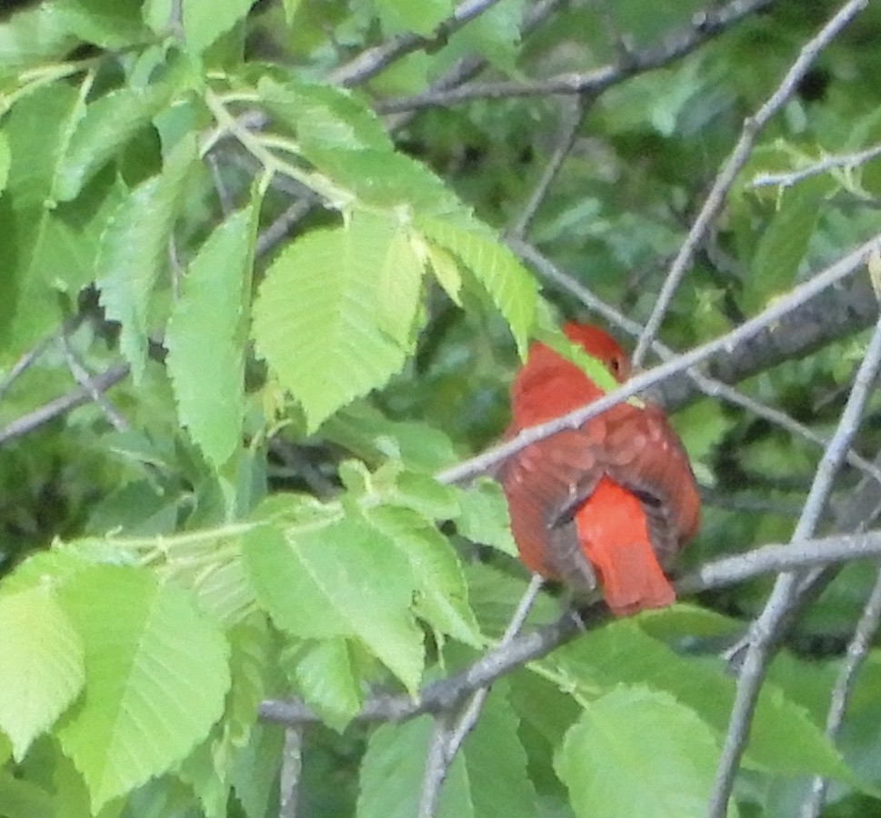 Summer Tanager - ML218058201