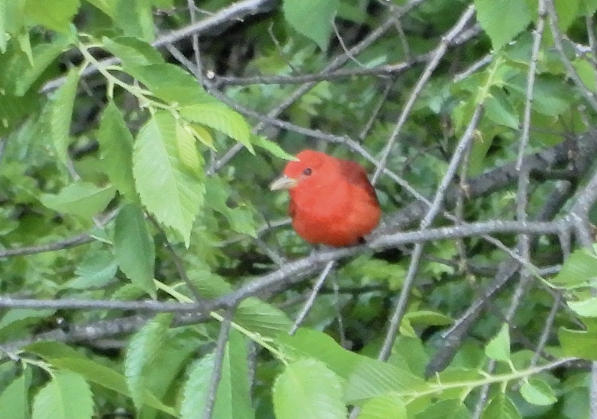 Summer Tanager - ML218058211