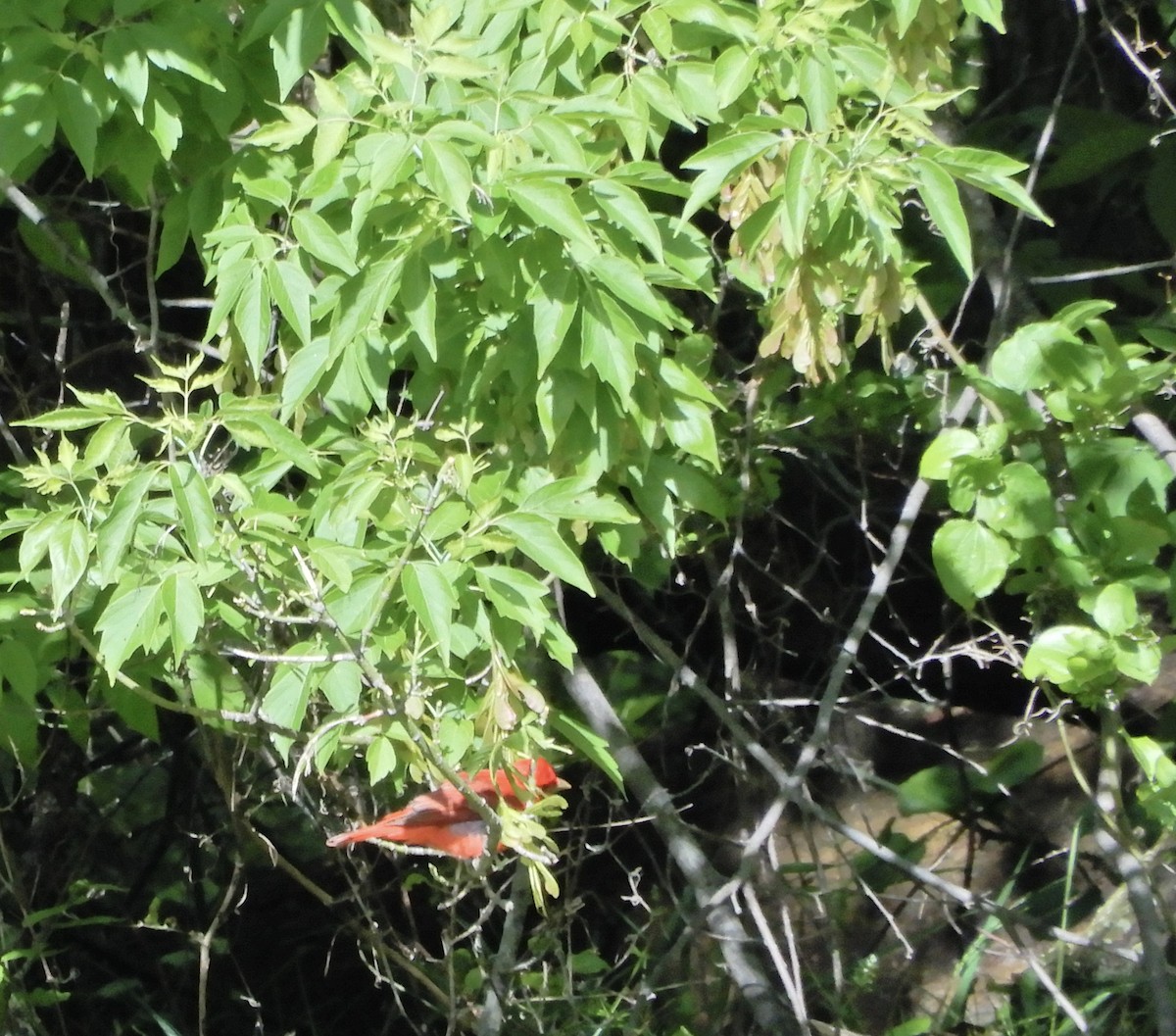 Summer Tanager - ML218058241