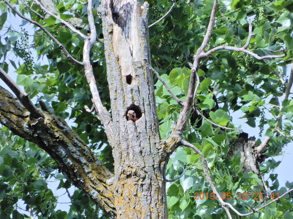 Northern Flicker - ML218058521