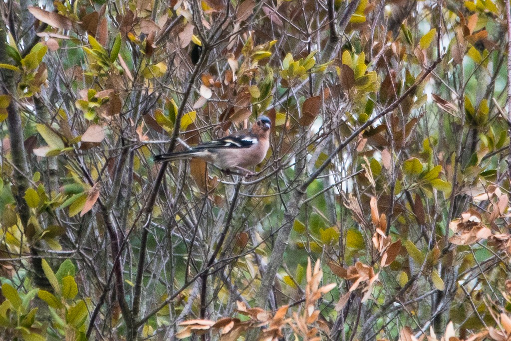 Common Chaffinch - ML21805921