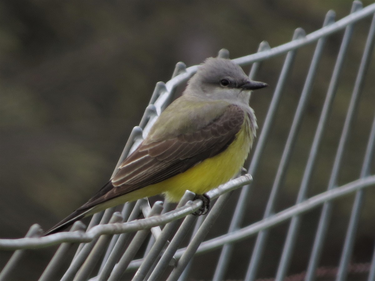 Western Kingbird - ML218060621