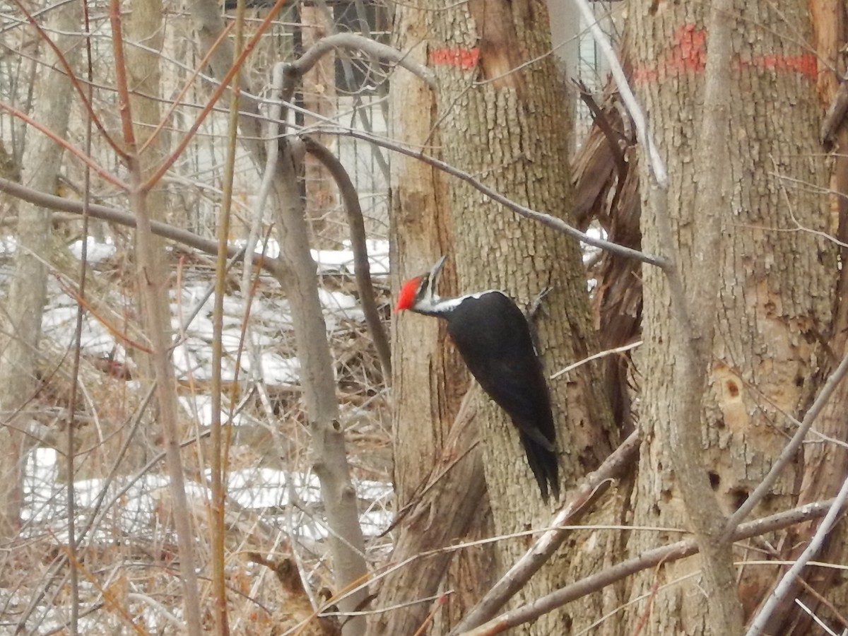 Pileated Woodpecker - Jacques Ammann