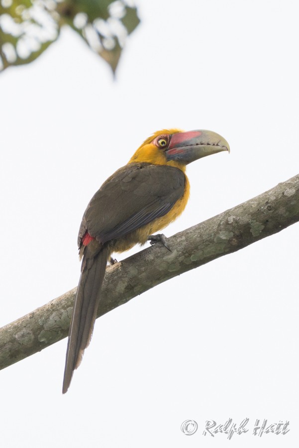 Saffron Toucanet - ML218061101