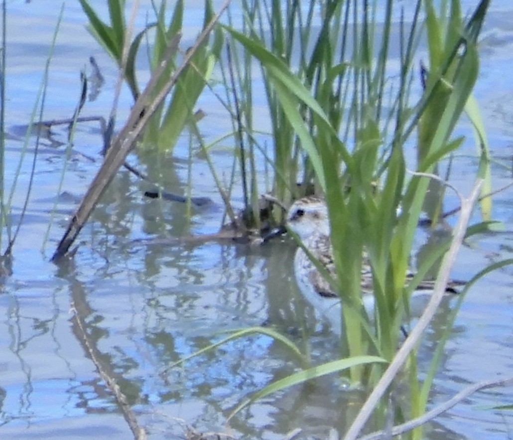 Semipalmated Sandpiper - ML218061171