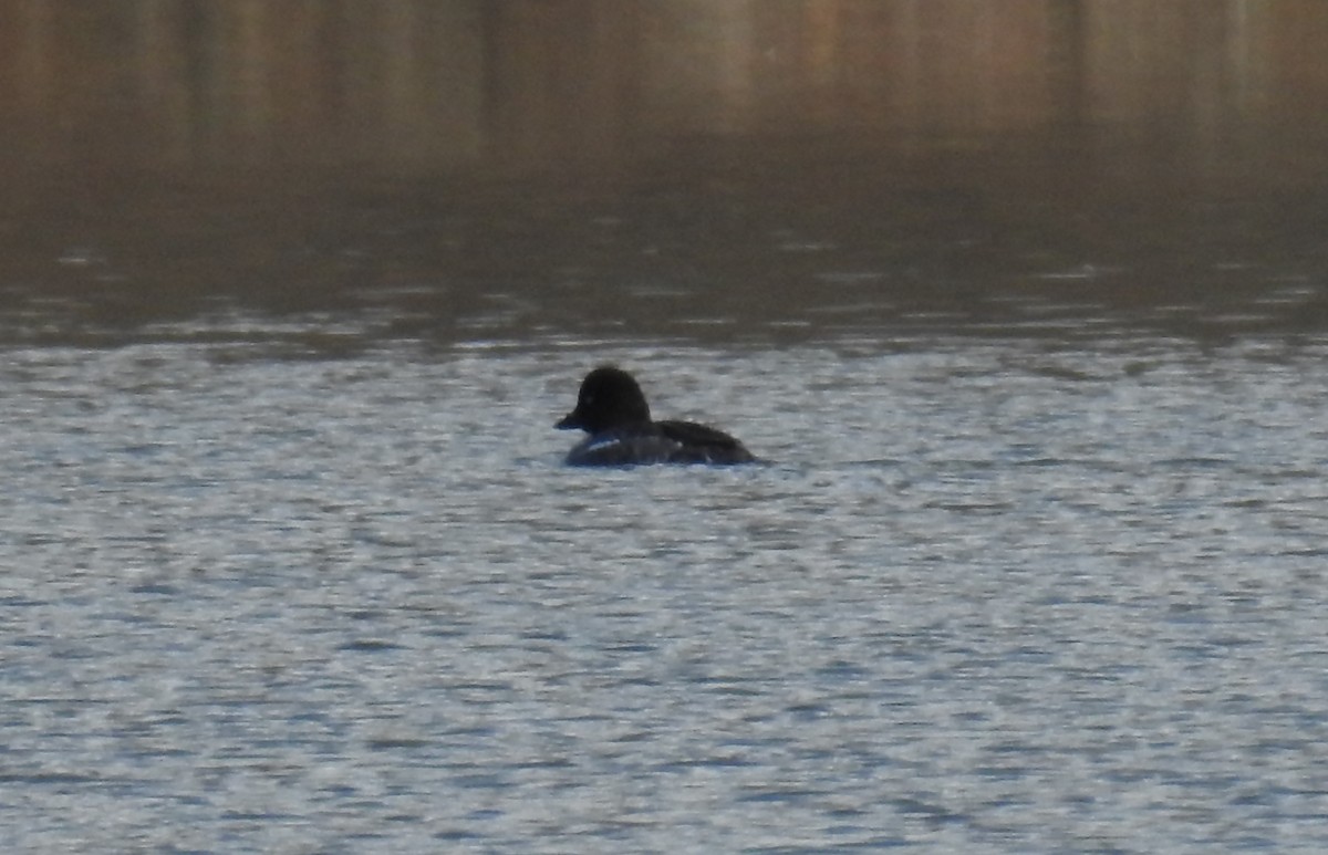 Common Goldeneye - ML218064741