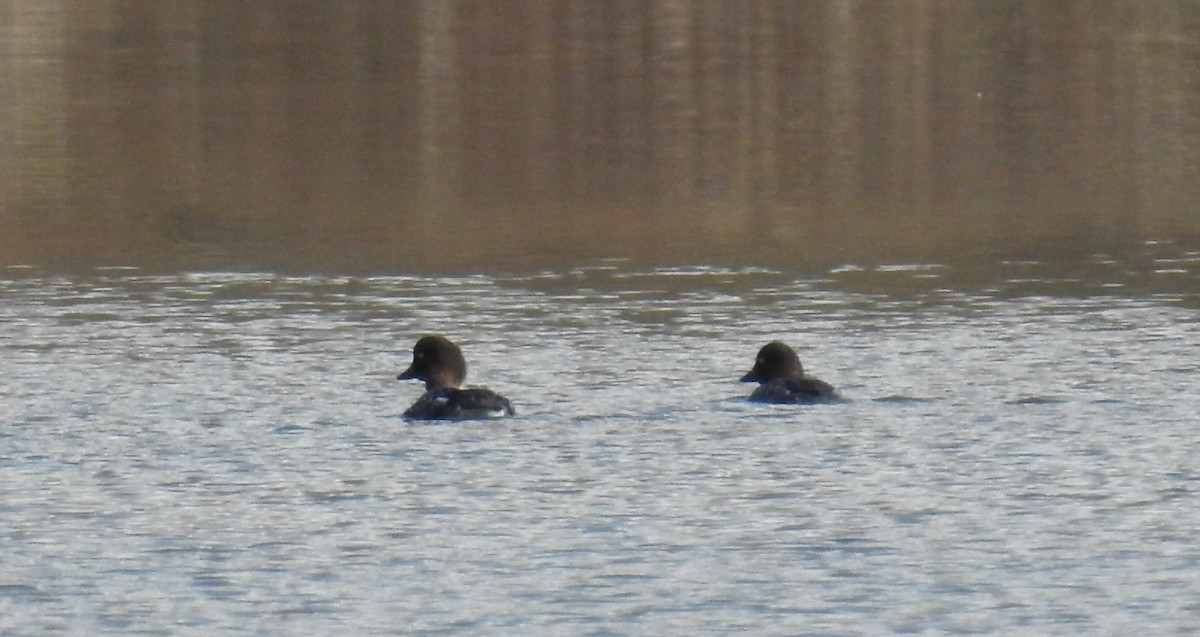 Common Goldeneye - ML218064761