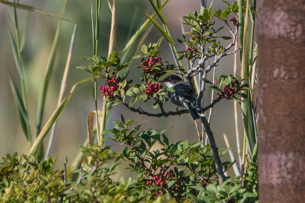 Sardinian Warbler - ML21806641