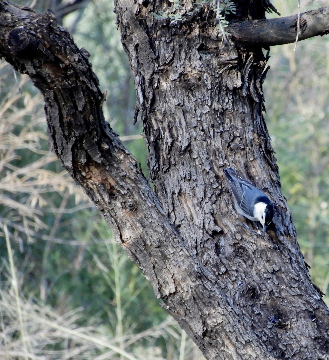 White-breasted Nuthatch - ML218067991