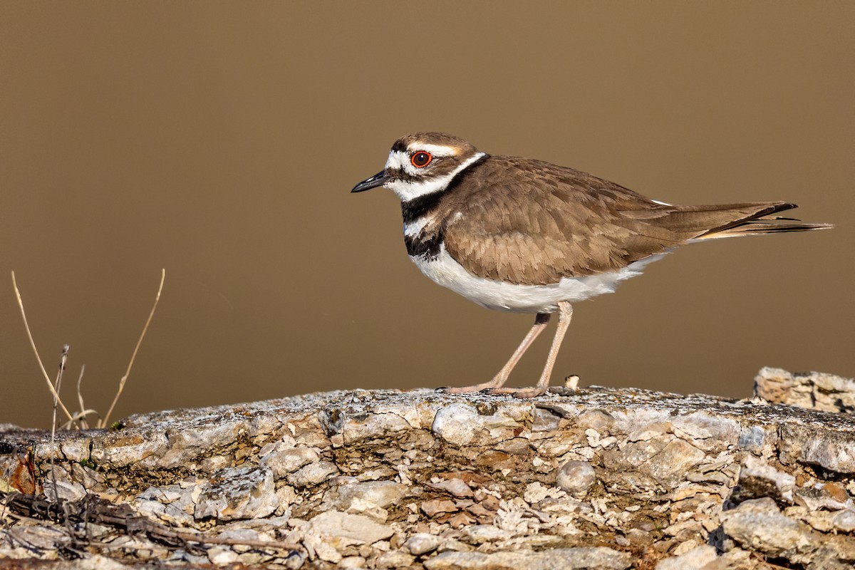 Killdeer - Brad Imhoff