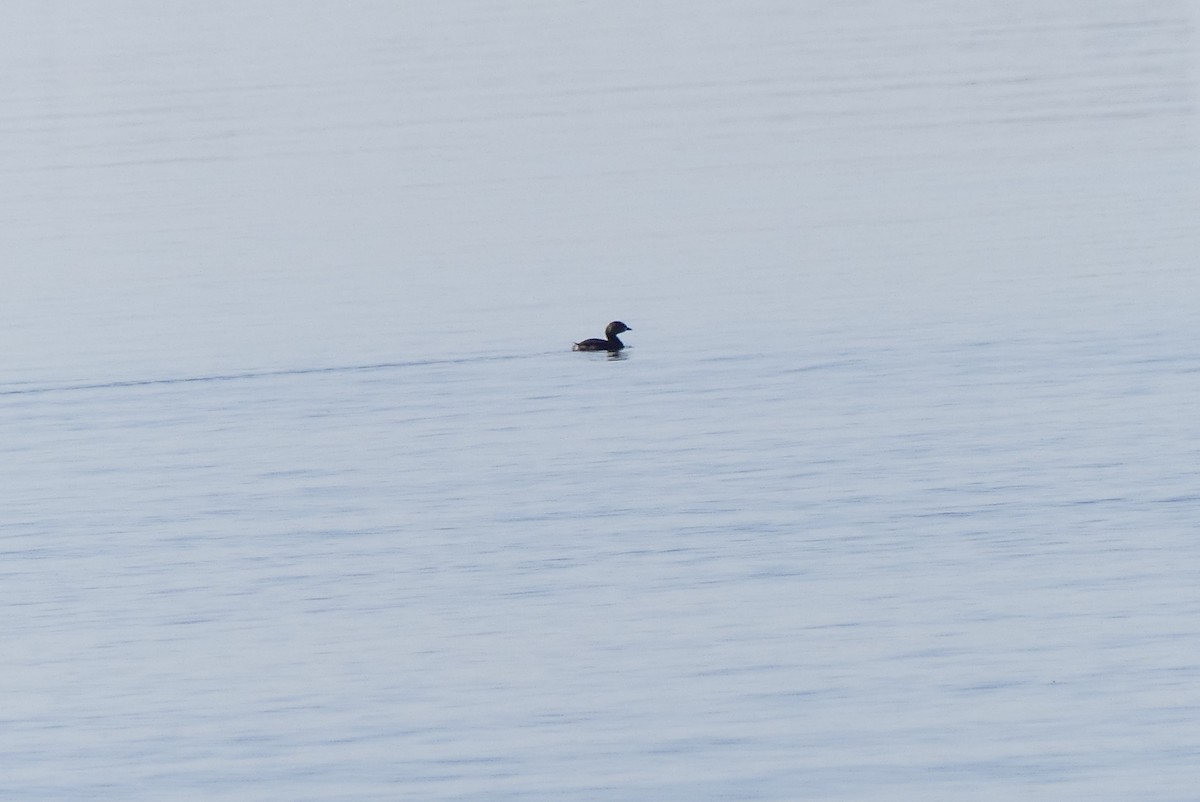 Pied-billed Grebe - Leslie Sours