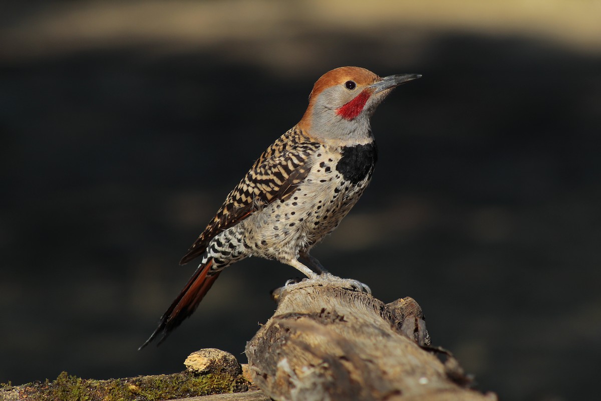 Northern Flicker (Guatemalan) - ML218071331