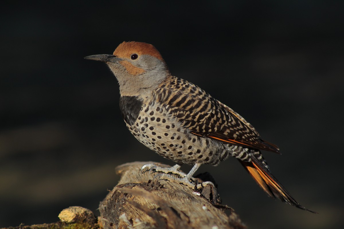 Northern Flicker (Guatemalan) - ML218071381