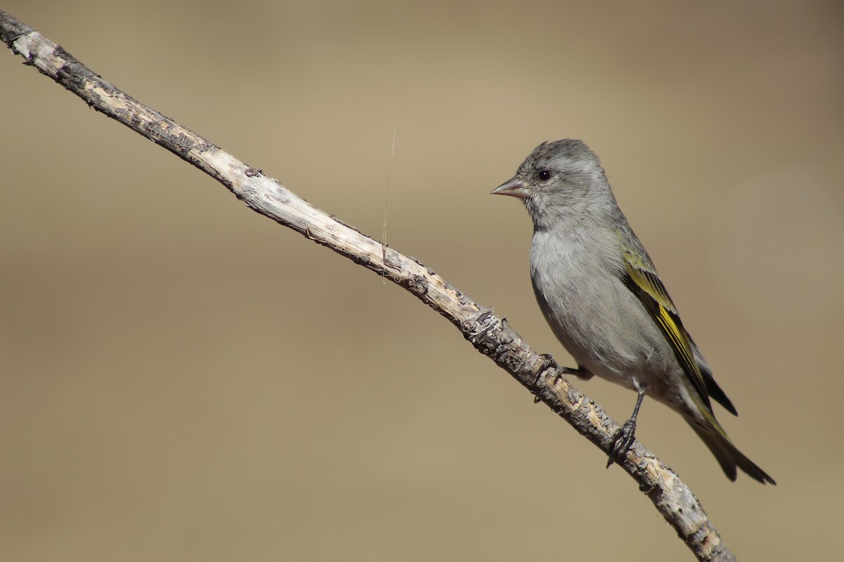 Pine Siskin - ML218071641