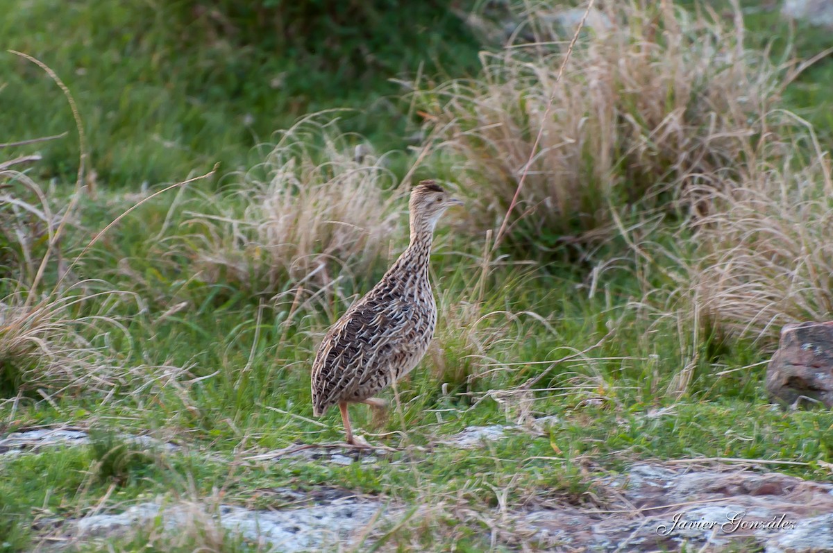 Spotted Nothura - Javier González