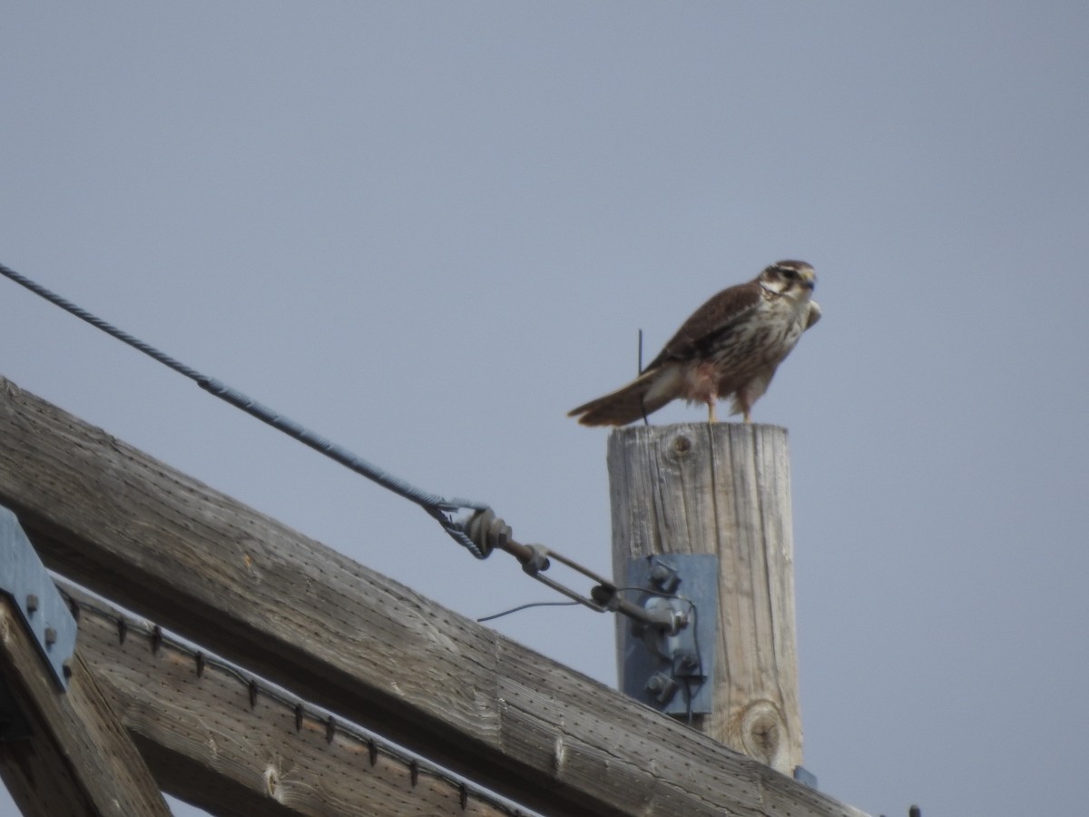 Prairie Falcon - ML218072411