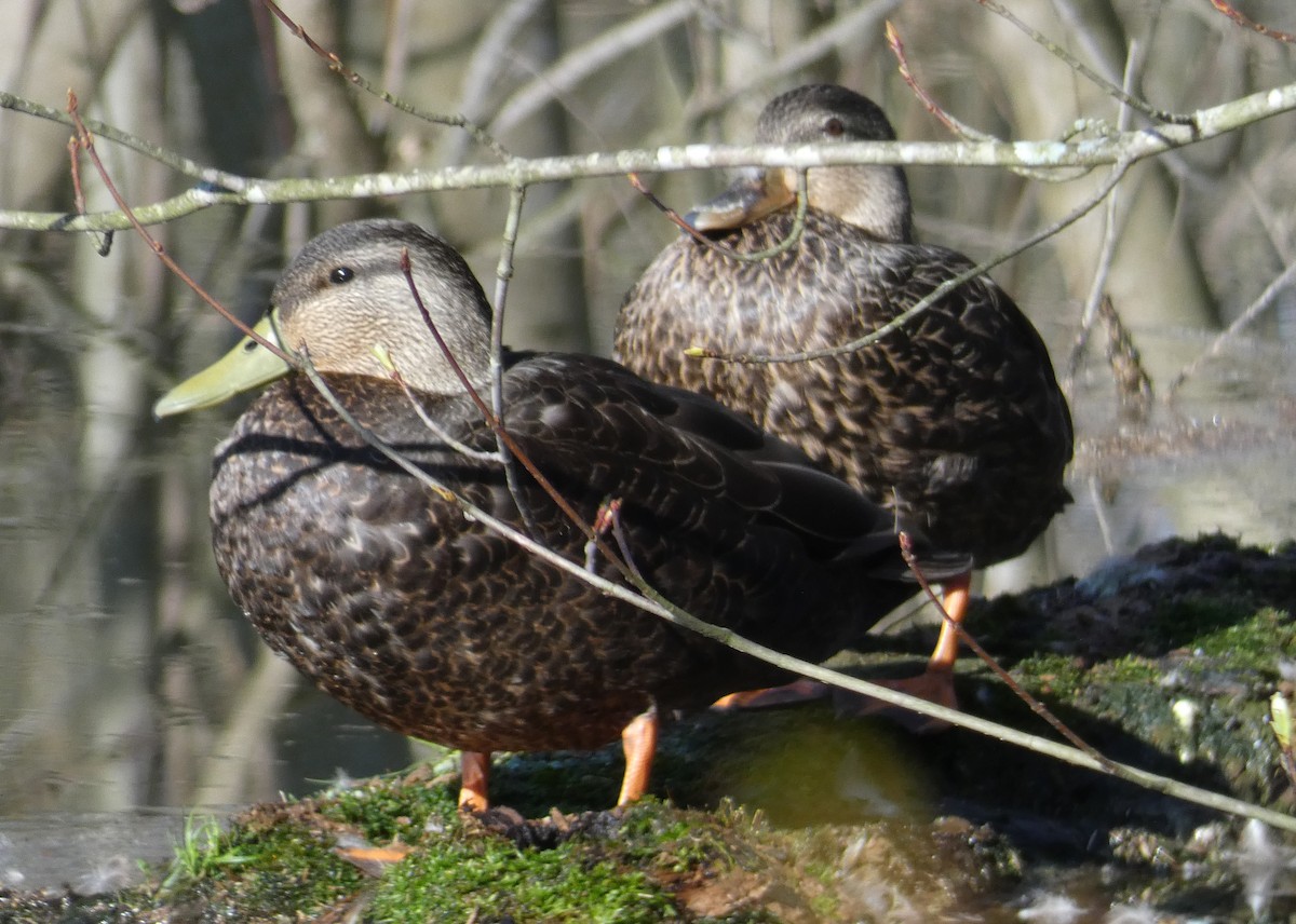 American Black Duck - ML218073111