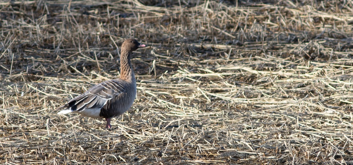 Pink-footed Goose - ML218074391