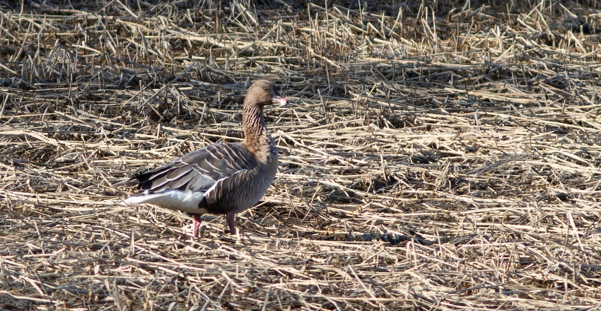 Pink-footed Goose - ML218074411