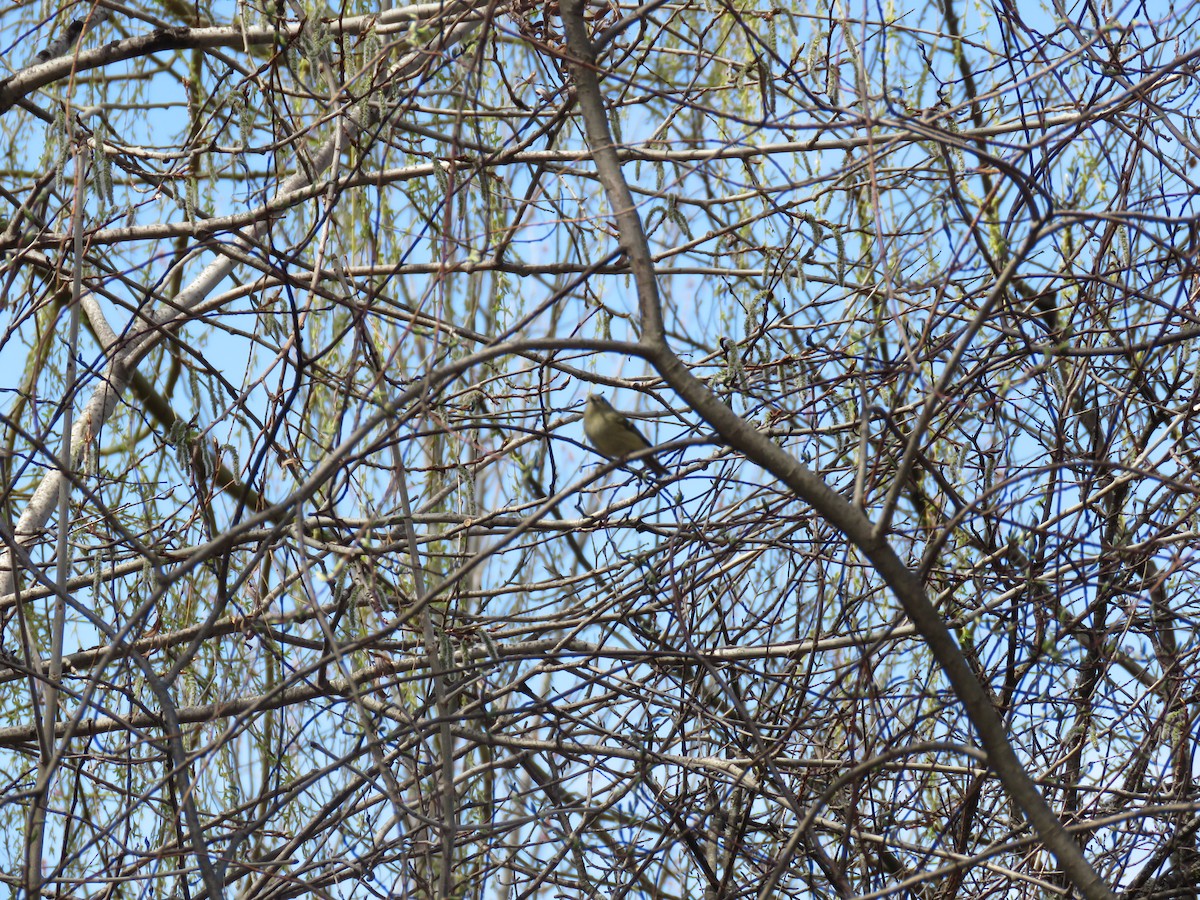 Ruby-crowned Kinglet - ML218076941