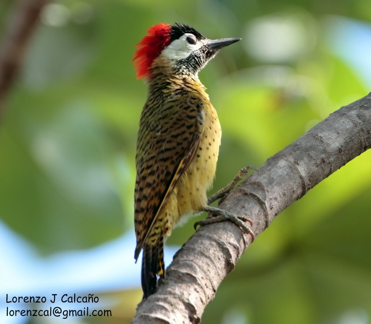 Spot-breasted Woodpecker - Lorenzo Calcaño