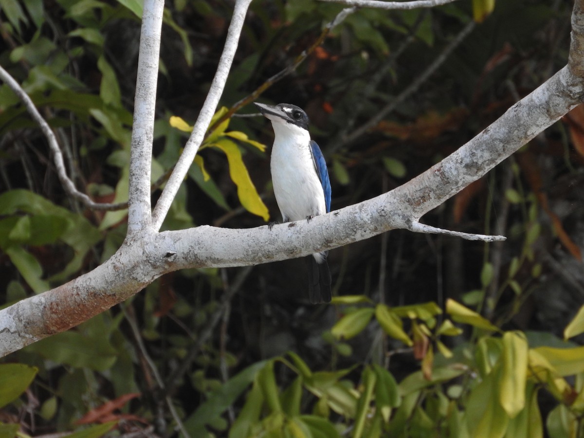 Collared Kingfisher - Pam Rasmussen