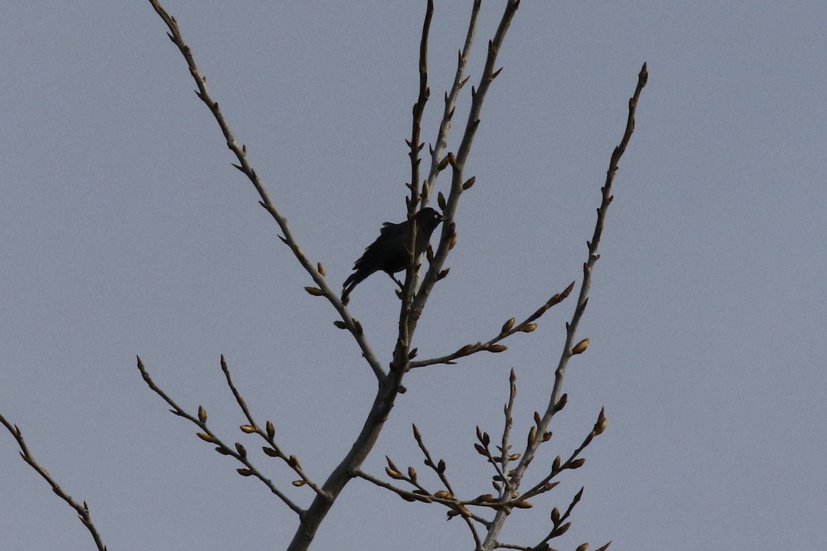 Rusty Blackbird - ML218081031