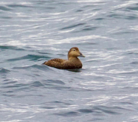 Common Eider - ML218081881