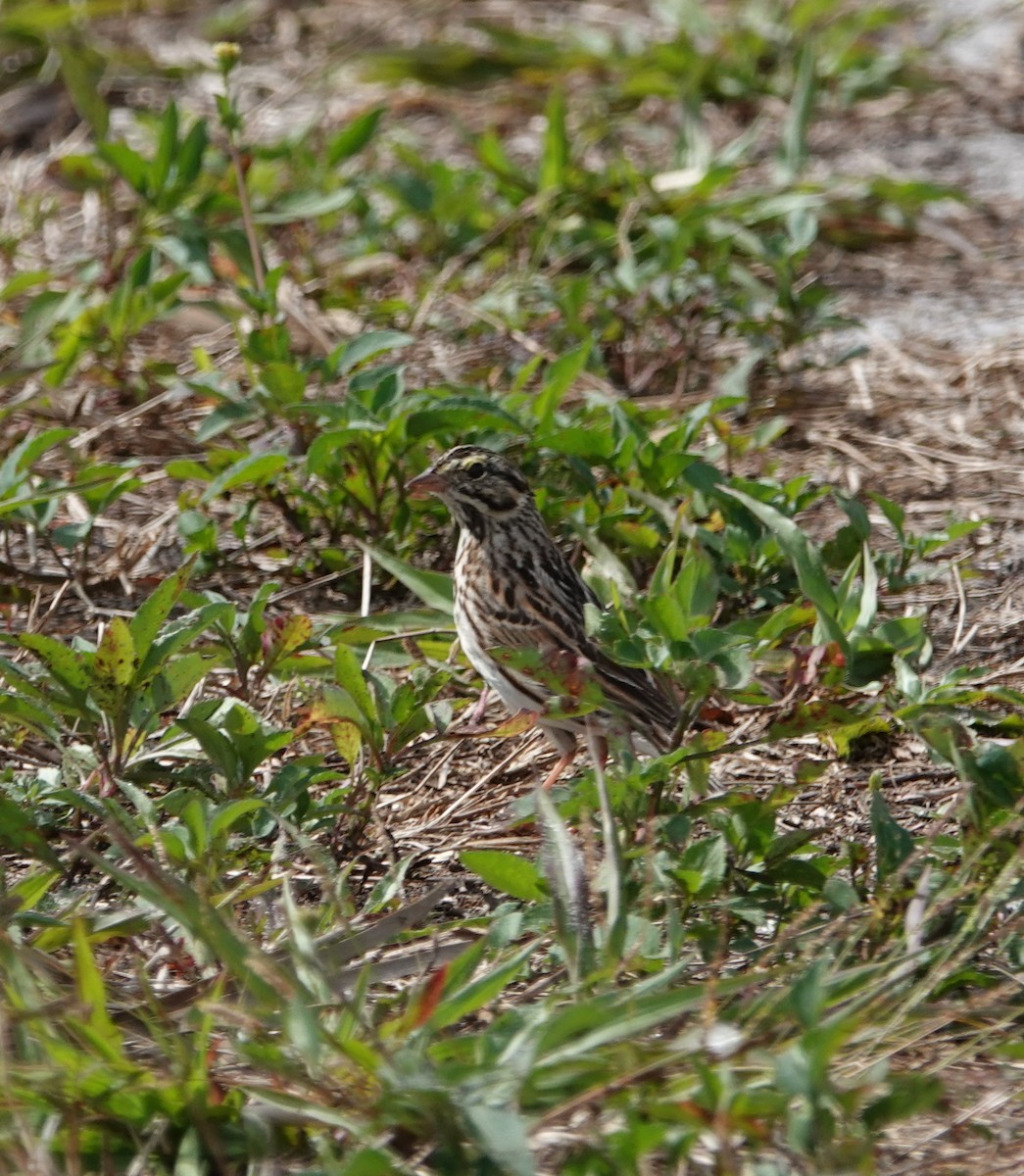 Savannah Sparrow - ML218082171