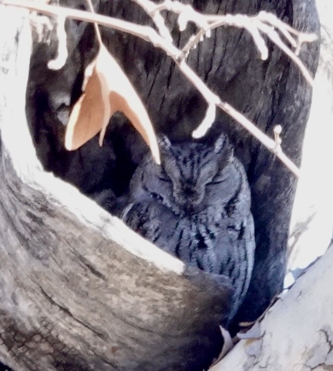 Western Screech-Owl - ML218084911