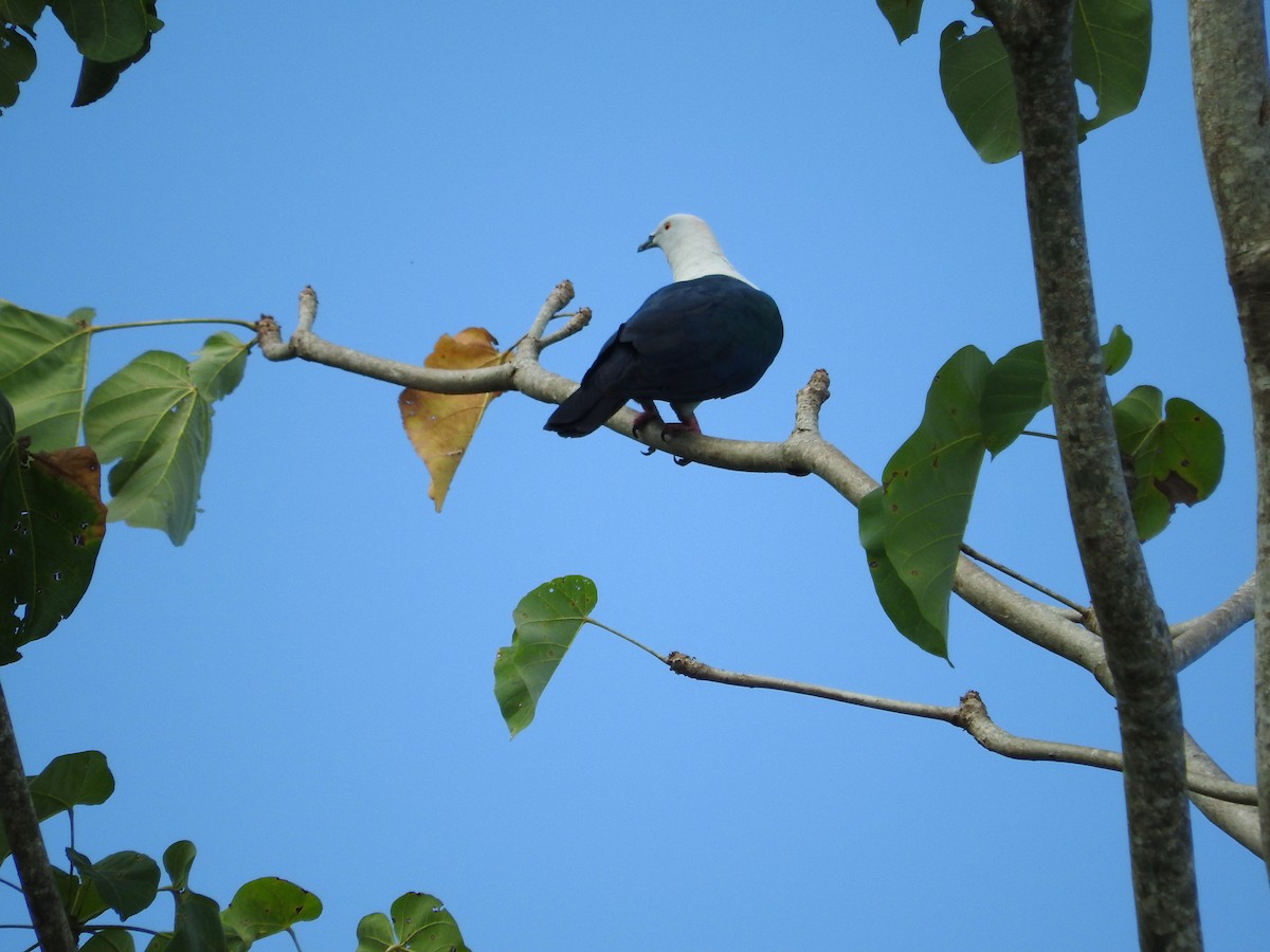 Elegant Imperial-Pigeon - ML21808581