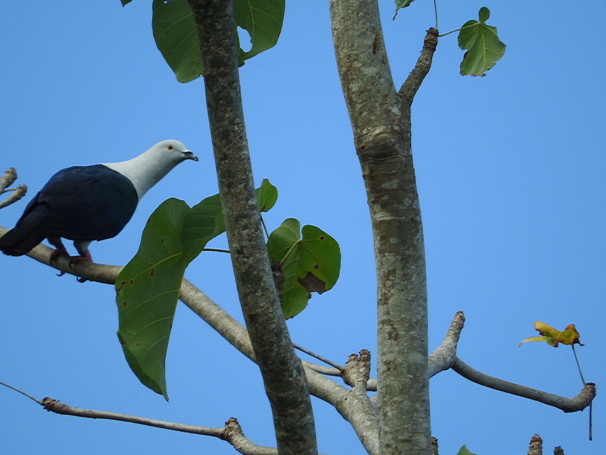 Elegant Imperial-Pigeon - ML21808601