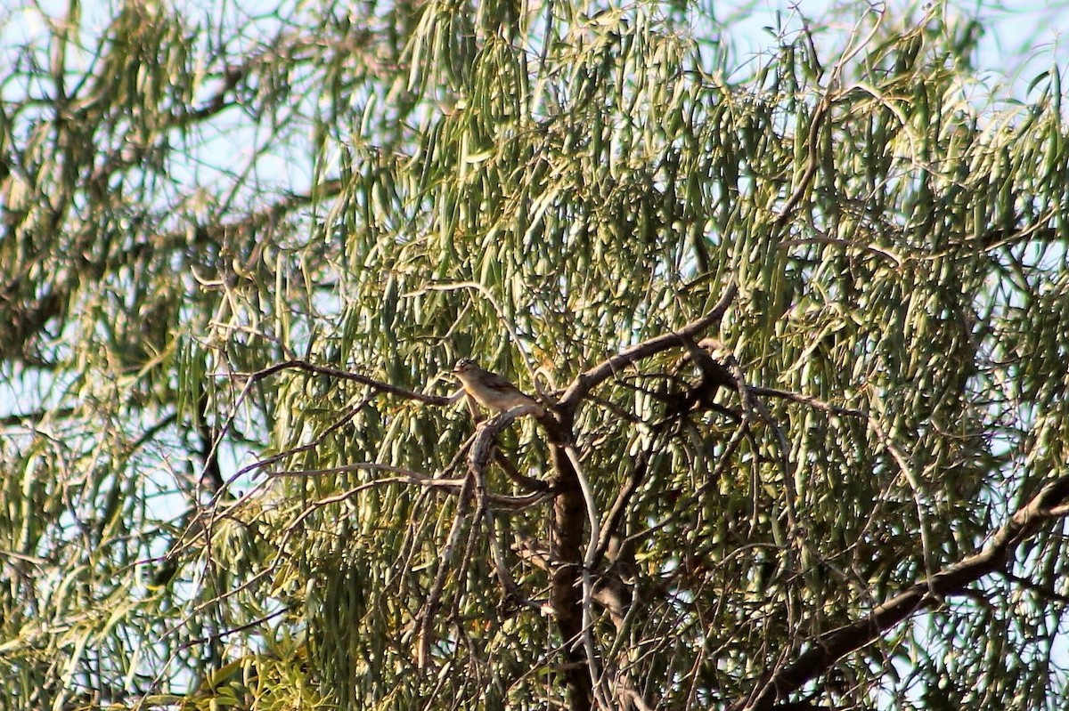 Red-browed Pardalote - ML218086331