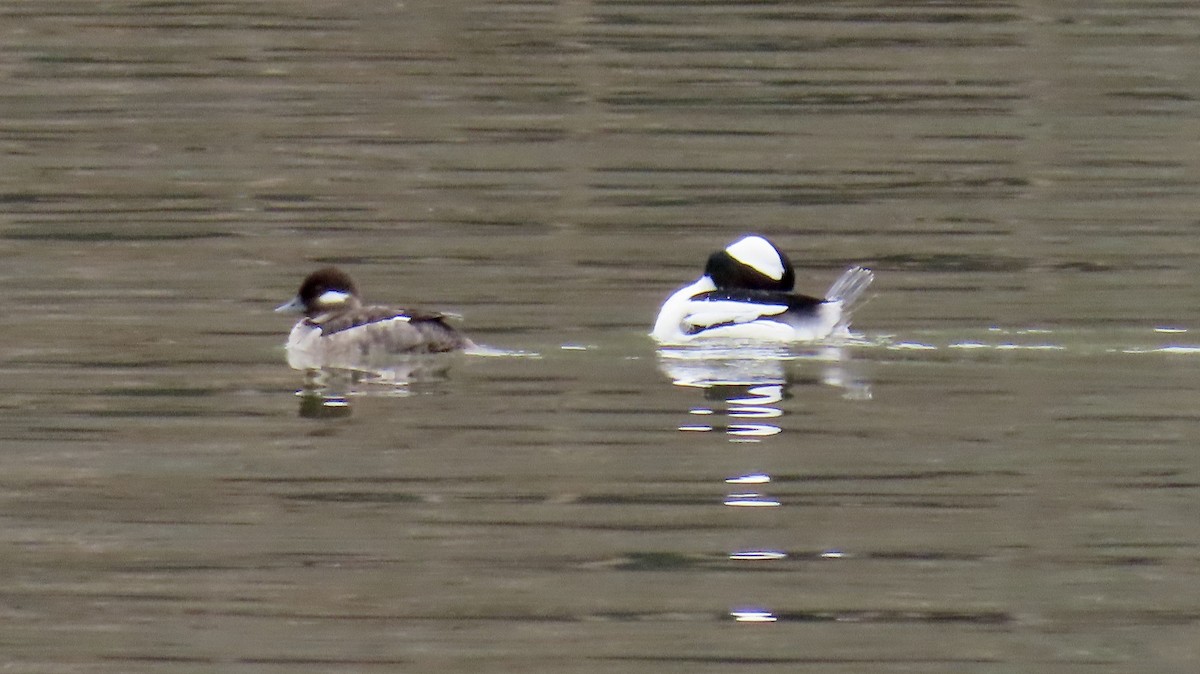 Bufflehead - ML218086681